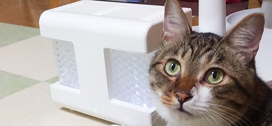 猫と暮らすご家庭でのエアソフィアベース使用シーン